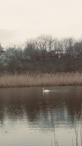 Mute Swan