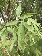 Searsia pendulina