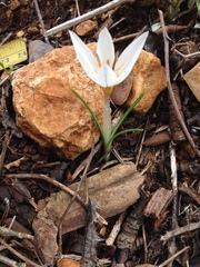 Crocus hyemalis