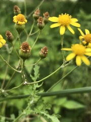Senecio laevigatus