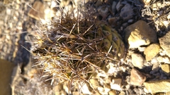 Coryphantha salinensis