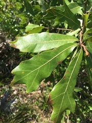 Quercus × ashei