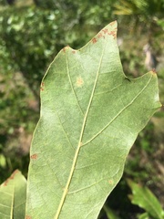 Quercus × ashei