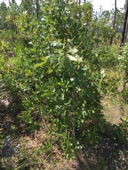 Quercus × ashei