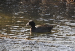 Fulica americana