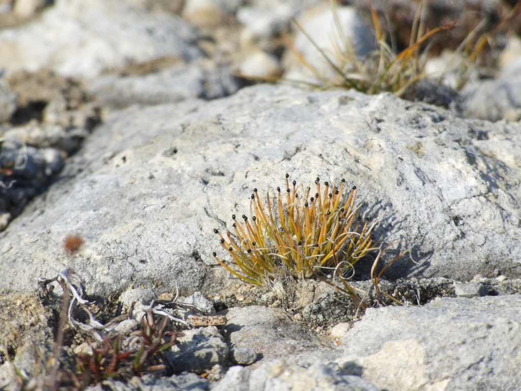 Trichophorum uniflorum