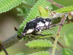 Elaphinis delagoensis