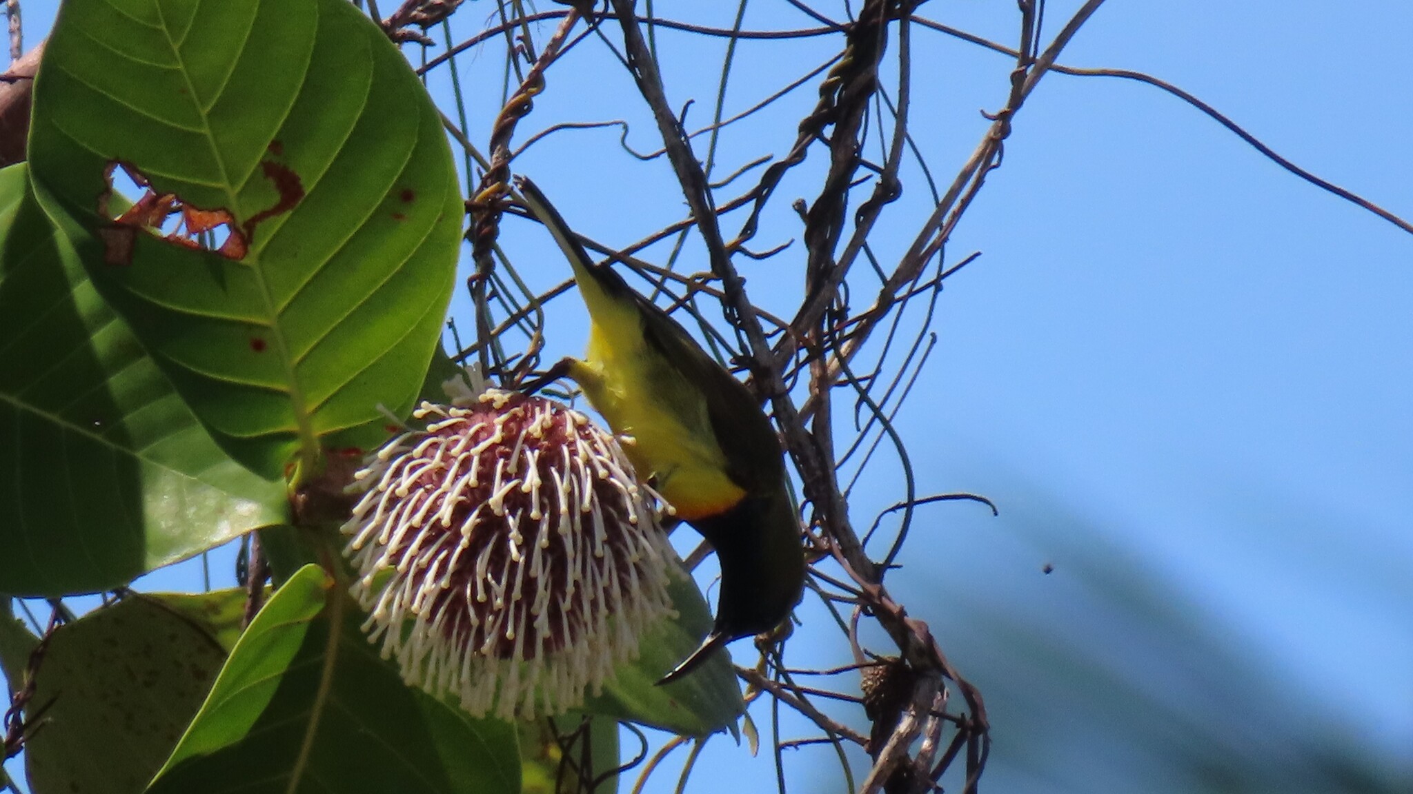Garden Sunbird