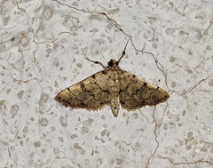 Lamprosema