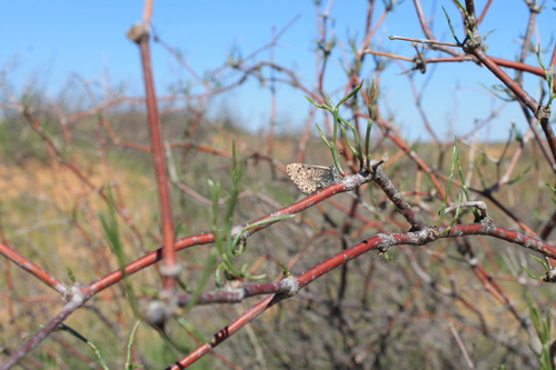 Praephilotes anthracias