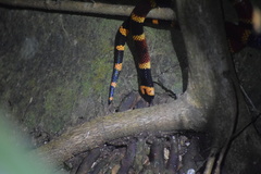 Micrurus alleni