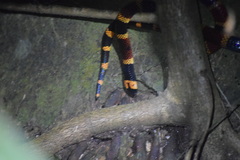 Micrurus alleni