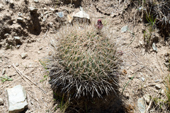 Lobivia cinnabarina