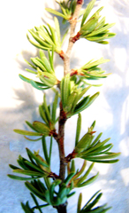 Cliffortia ramosissima