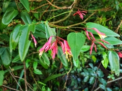 Bauhinia jenningsii
