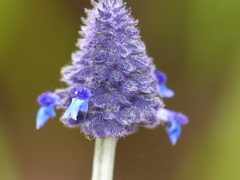 Salvia stachyoides