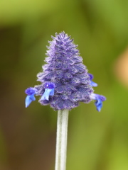 Salvia stachyoides