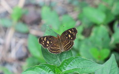 Anthanassa annulata