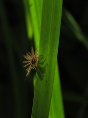Heliocarpus americanus