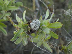 Leucospermum