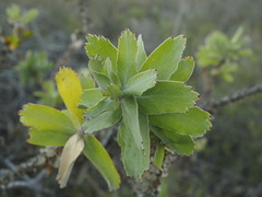 Leucospermum