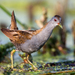 Little Crake - Photo (c) Tatyana Zarubo, some rights reserved (CC BY-NC), uploaded by Tatyana Zarubo