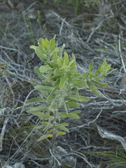Leucospermum