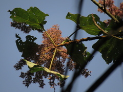 Heliocarpus americanus