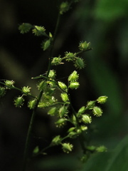 Pseudechinolaena polystachya
