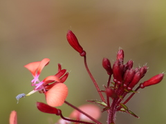 Lopezia hirsuta