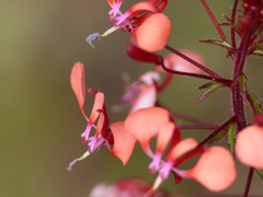 Lopezia hirsuta