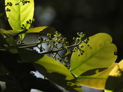 Beilschmiedia pendula