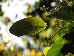 Beilschmiedia pendula