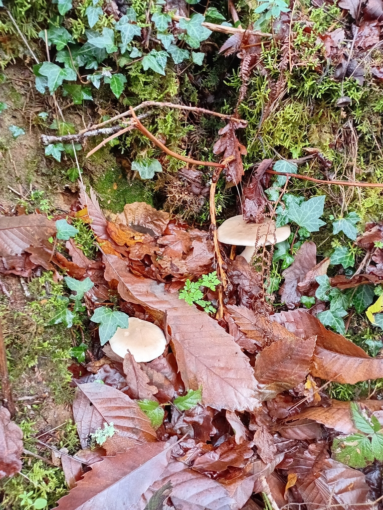 Clitocybe nebularis · November 2025 · photo: © gijsroaming (iNaturalist, cc-by)