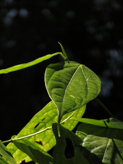 Piper lenticellosum