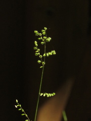 Pseudechinolaena polystachya
