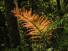 Blechnum cordatum