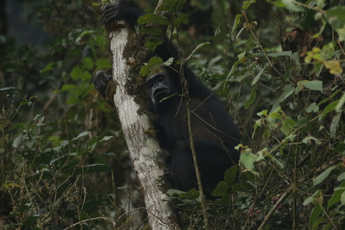 Eastern Chimpanzee