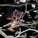 Taiwan Giant Flying Squirrel - Photo (c) Allen Lyu, some rights reserved (CC BY-NC), uploaded by Allen Lyu