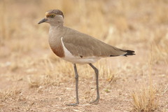 Brown-Chested Lapwing photo 1