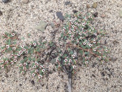 Euphorbia polycarpa polycarpa