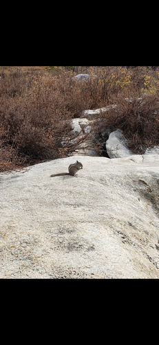 Least Chipmunk observed by levifernandez