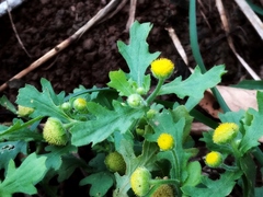 Grangea maderaspatana