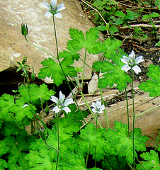 Geranium wakkerstroomianum