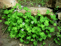 Geranium wakkerstroomianum