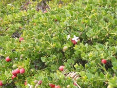 Carissa macrocarpa