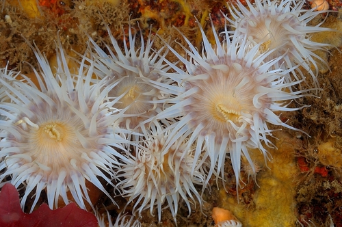 Elegant anemone, Oban, Mull, SS Rondo and Reef, photo 6 of 10