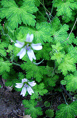 Geranium wakkerstroomianum