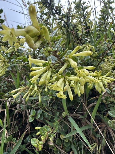 Cestrum buxifolium