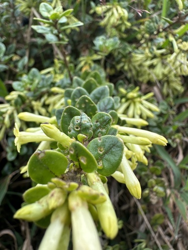 Cestrum buxifolium, photograph 2